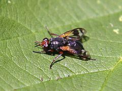 Tachinid Fly